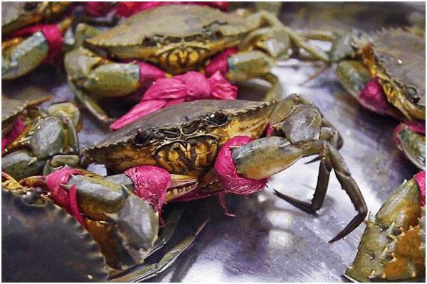 魔都第一家正宗煎蟹，你吃过吗？味列三甲上海美食