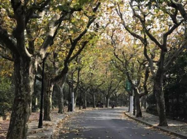 上海普陀将打造这40条景观道路 有没有你家附近的