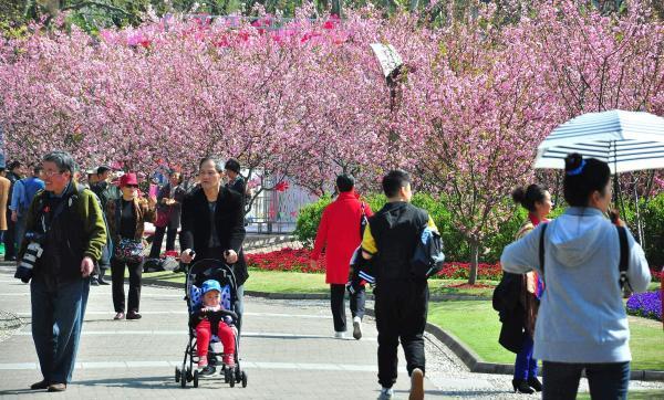 上海成今年春游最受欢迎城市 赏花和自驾游最热门