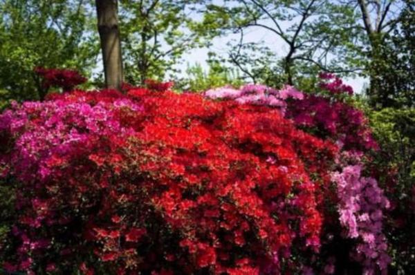 为春天践行 上海植物园发布暮春赏花指南