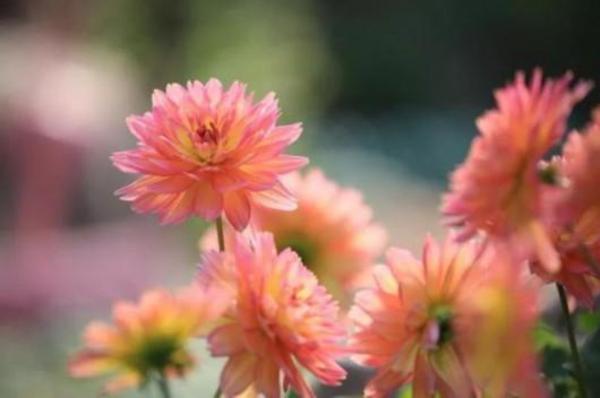 为春天践行 上海植物园发布暮春赏花指南
