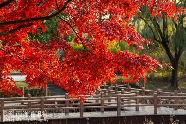 【探索】在上海这35所高校里，遇见秋天、共赏秋意！