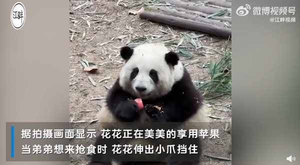 被连续夺笋的大熊猫花花走红网络这次它学会了拒绝-- 上海热线