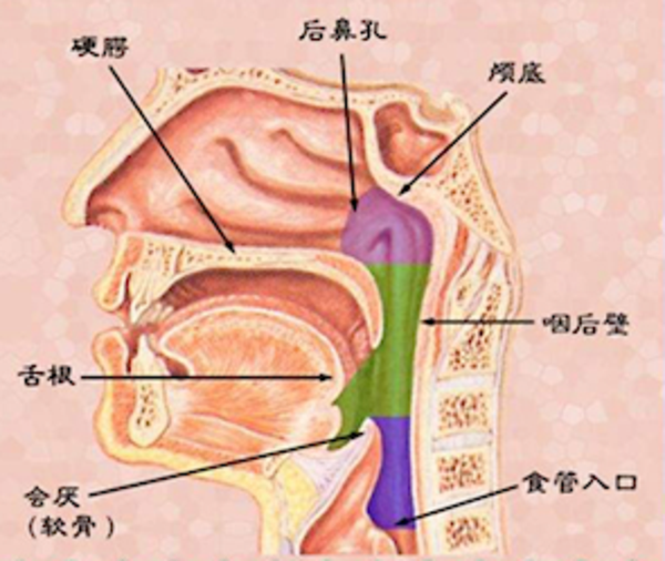 咽部和食道的解剖结构 425x532