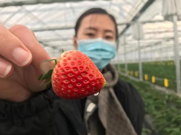 【提示】沪上这4个区的草莓上市啦！