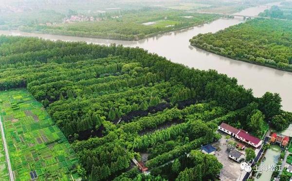 【便民】年底前，松江将建成6个开放式休闲林地！