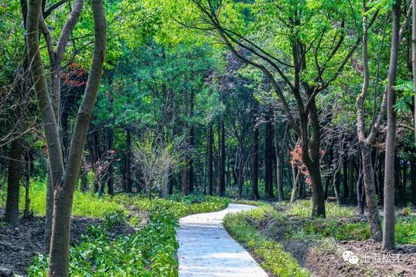 【便民】年底前，松江将建成6个开放式休闲林地！