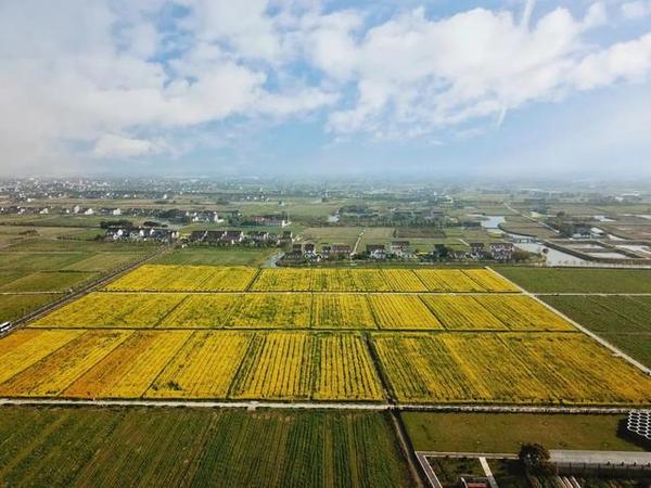 上海市奉贤区柘林镇的美丽乡村建设:城镇化无望,但有生态和旅游