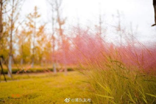 上海新一周开启“秋高气爽2.0”！但周三有点儿弱降水，周四周五来冷空气