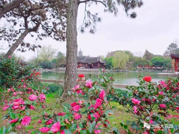 春日相约，来上海这8座古典园林！每一座都美到爆~