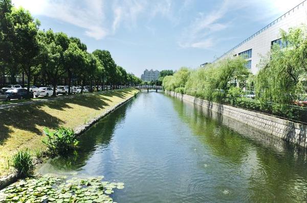 金山又一“改善”工程完成!蜻蜓飞舞、睡莲绽放……
