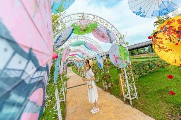 又见花海!秋天的魔都有这么多新打卡地