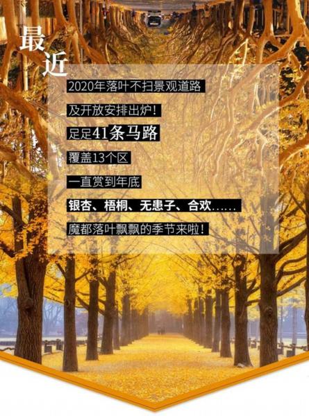 2020版41条落叶景观道路公布!覆盖13个区,赏到年底