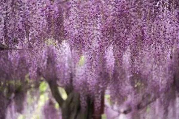 紫藤静静盛开诉说她的花语 坚韧勇敢 丨公园特色植物区 上海热线 紫藤静静盛开诉说她的花语 坚韧勇敢 丨公园特色植物区 上海热线