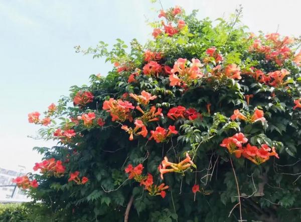 初夏赏花小攻略出炉 哪款最让你心动 上海热线