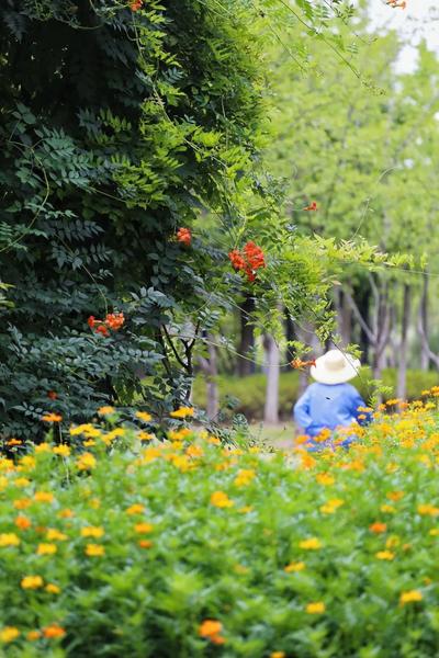 夏花盛开 来徐汇寻找名画中的风景 上海热线