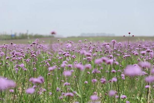 紫色烂漫来袭！奉贤这片400亩的“天堂”，惊艳一夏！关键还免费！！！