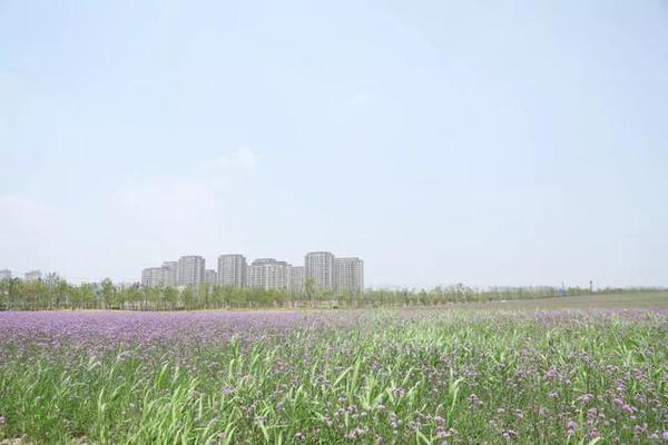 紫色烂漫来袭！奉贤这片400亩的“天堂”，惊艳一夏！关键还免费！！！