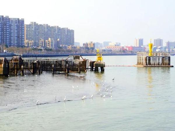 乐嗨上海过大年丨徐汇也有“赶海”观鸟的野趣！滨江公交就能到