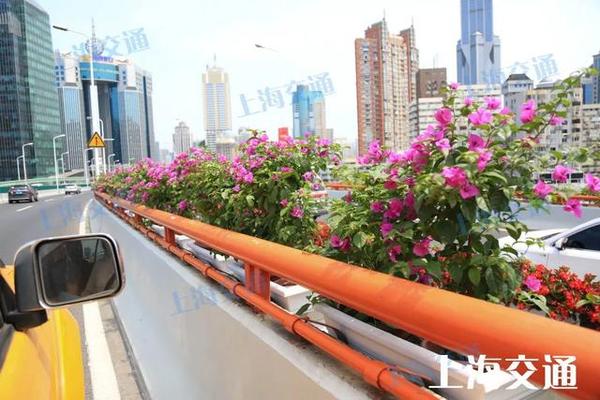 【提示】近7万盆花装点一新！上海高架这些路段换花了→