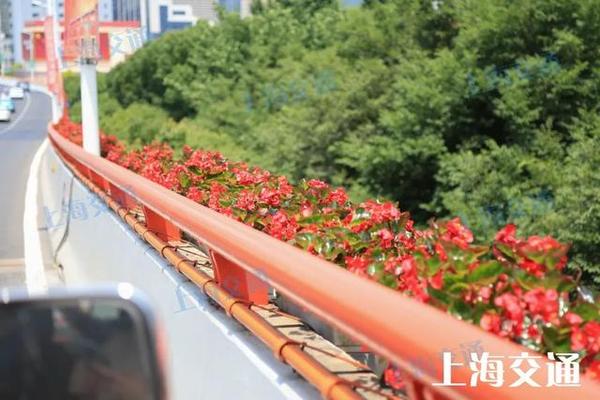 【提示】近7万盆花装点一新！上海高架这些路段换花了→