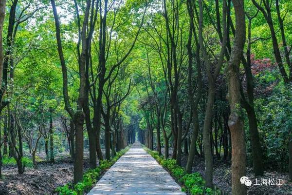 占地面积168亩！松江首个开放式休闲林地建成开放！
