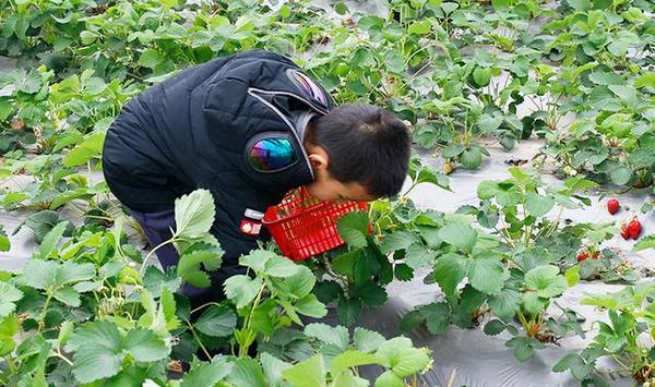 【乐游】春暖花开摘草莓，上海各区采摘地图在此→
