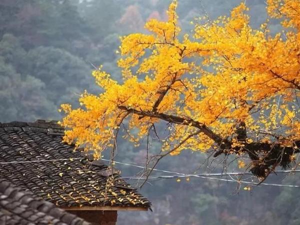 上海周边绝美赏秋地，这15处值得打卡