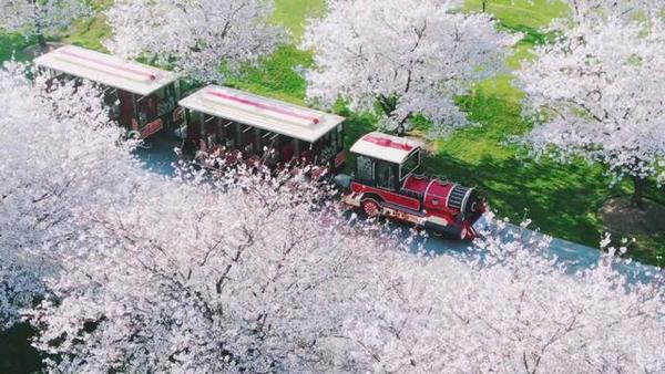 可能是今年最美的樱花图，看完你要出门了！