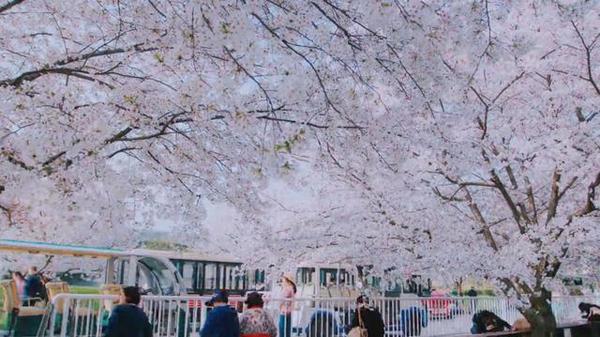 可能是今年最美的樱花图，看完你要出门了！