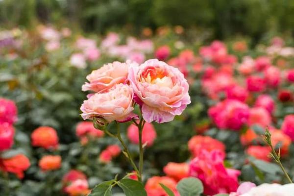 玫瑰玫瑰我爱你，上海这些低调的玫瑰园你都去过吗