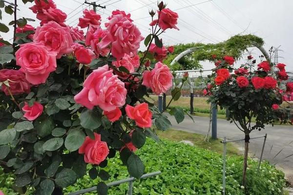 玫瑰玫瑰我爱你，上海这些低调的玫瑰园你都去过吗