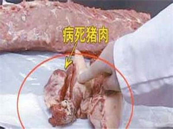 病死猪肉与正常新鲜猪肉的识别技巧