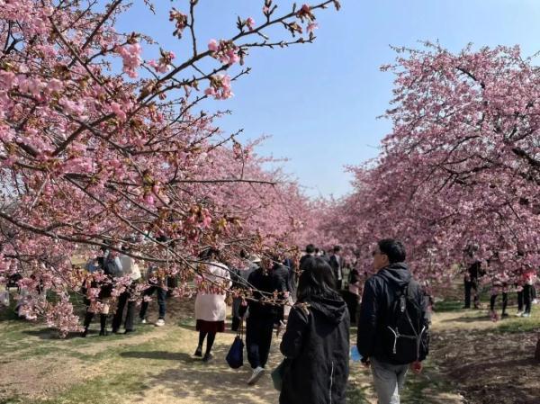 6点半起床，8点赏樱……游客还是辰山植物园的卷