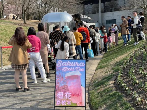 6点半起床，8点赏樱……游客还是辰山植物园的卷