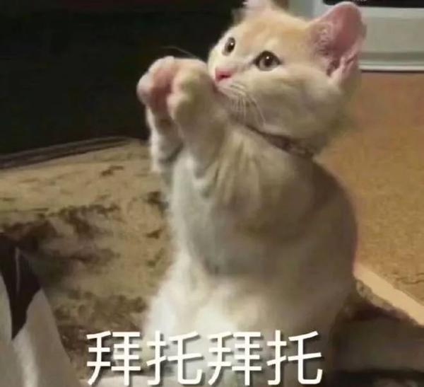 ベストコレクション 猫真菌原因