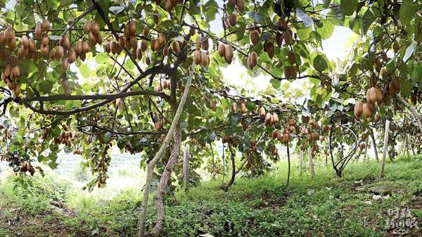  △猕猴桃是菖蒲塘村村民的重要增收产业，现种植4300多亩。