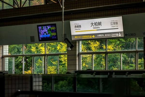 9.15 大柏树站栾树 朱旭洁摄10.jpg