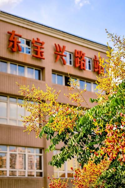 9.15 东宝兴路栾树 朱旭洁摄3.jpg